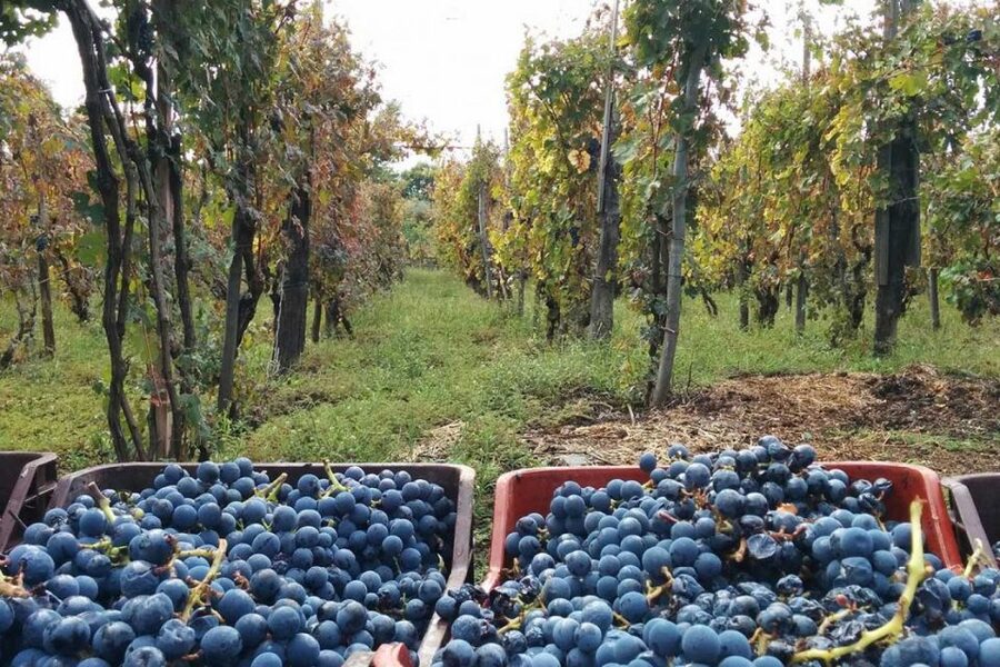Sorrento: Family Farm Experience with Lunch - Key points to know before booking