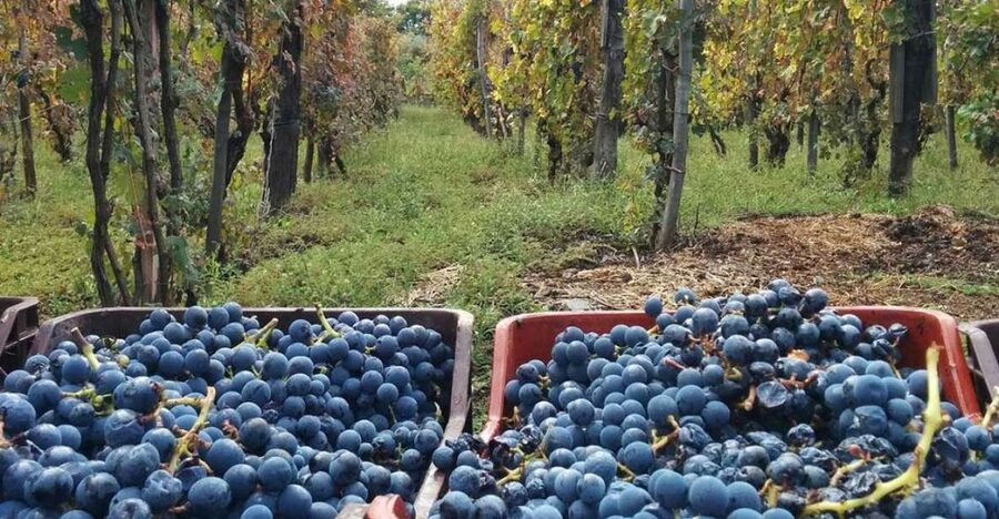 Sorrento: Family Farm Experience with Lunch - Olive oil, wine, and the work behind the table
