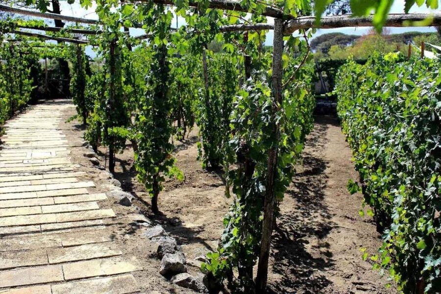 Sorrento: Family Farm Experience with Lunch - Morning or afternoon: which session works best?