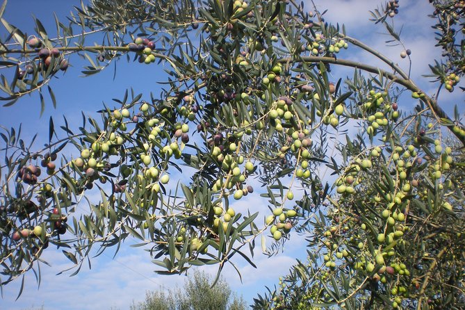 Sorrento Farm and Food Experience including Olive Oil, Limoncello, Wine tasting - A real farm day above Sorrento