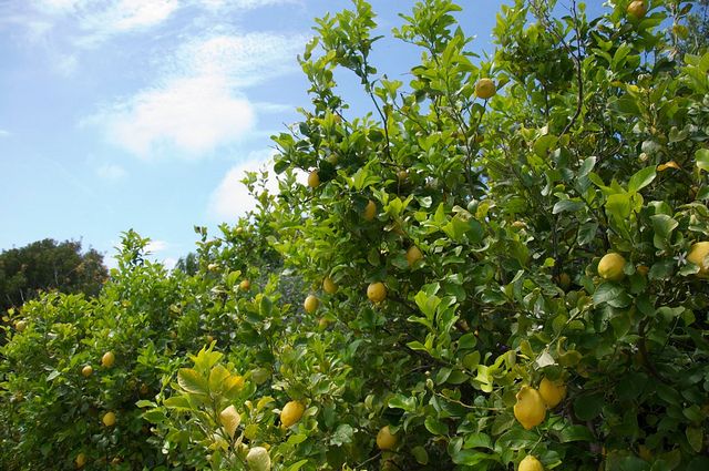 Sorrento farm by tuk tuk: pizza,limocello and cheese tasting - Key points to know before booking