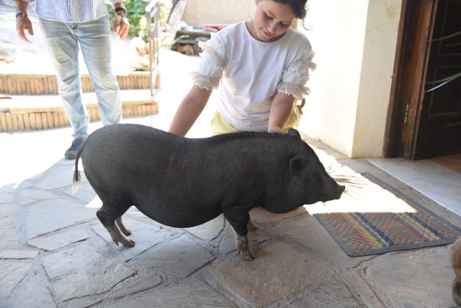 Sorrento: Farm Tour with Cheese Tasting & Pizza Making Class - Key points to know before booking