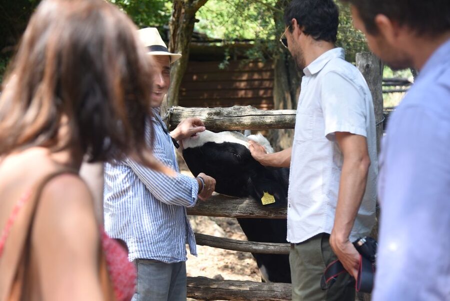 Sorrento: Farm Tour with Cheese Tasting & Pizza Making Class - Who will enjoy this Sorrento farm tour?
