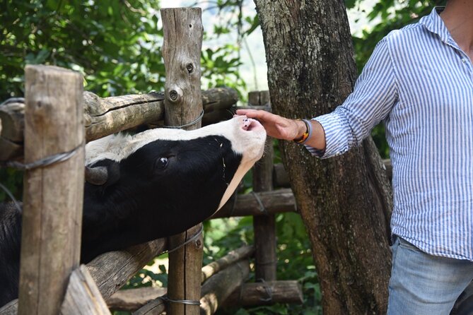 Sorrento Half-Day Farm Experience: Pizza, Cheese Making and Wine - Cheese tasting and mozzarella making