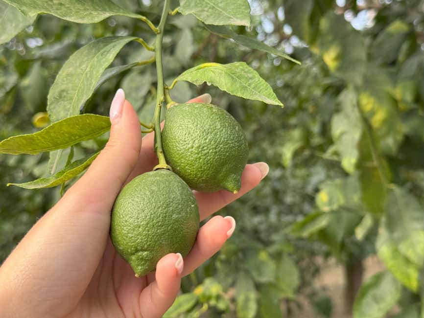 Sorrento: Lemon Tour & Farm Breakfast - Arriving at Tenuta di Leva