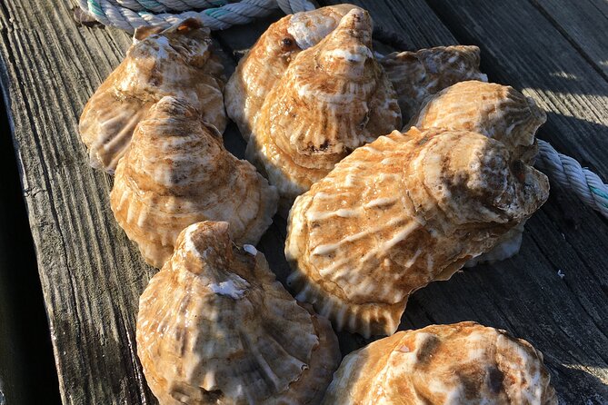 Southold Bay Oyster Farm Tour - Why Southold Bay is the right place to learn about oysters