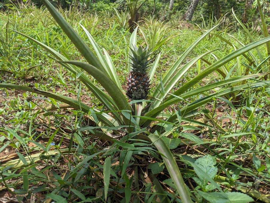 Spice Farm Bike Tour: Pedal Through Aromatic Adventures - Practical preparation for the six-hour day