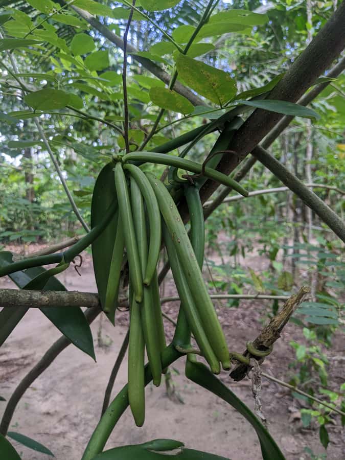 Spice Farm Bike Tour: Pedal Through Aromatic Adventures - Swahili lunch in a village setting