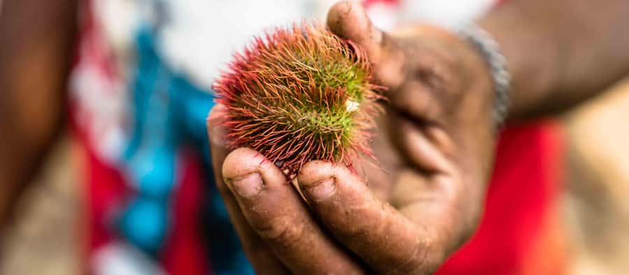 Spice Farm - spice up your life in Zanzibar - Key points to know before booking