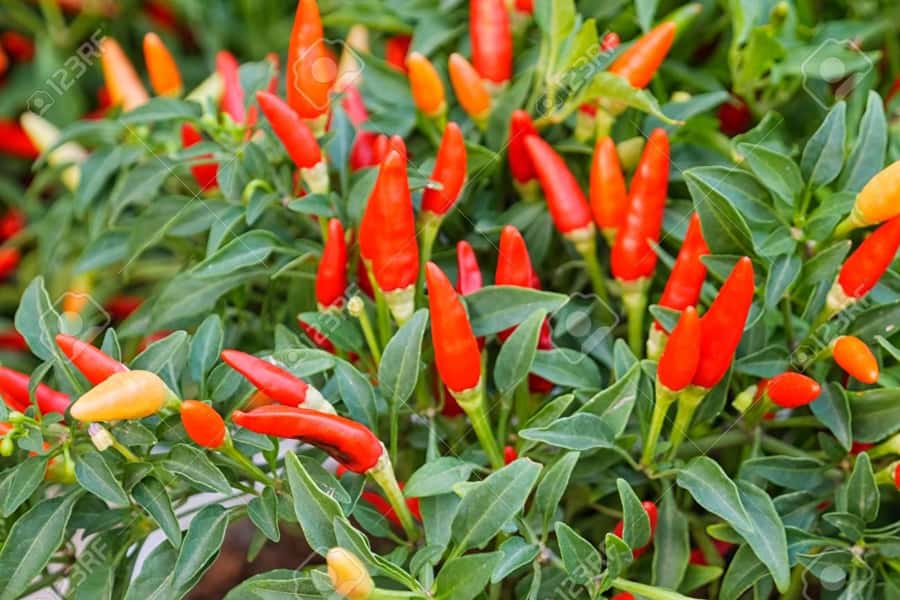 Spice Farm - spice up your life in Zanzibar - Why Zanzibar became the Spice Island