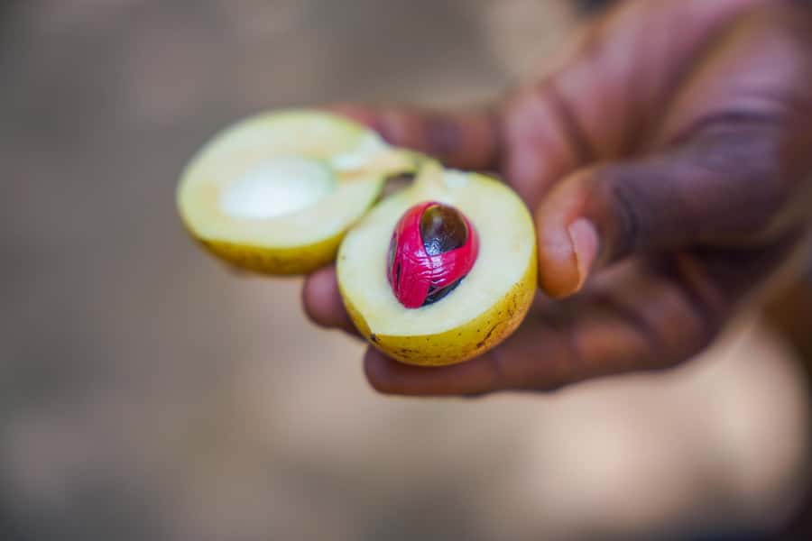 Spice Farm - spice up your life in Zanzibar - Walking among cinnamon, vanilla, cloves, and ginger