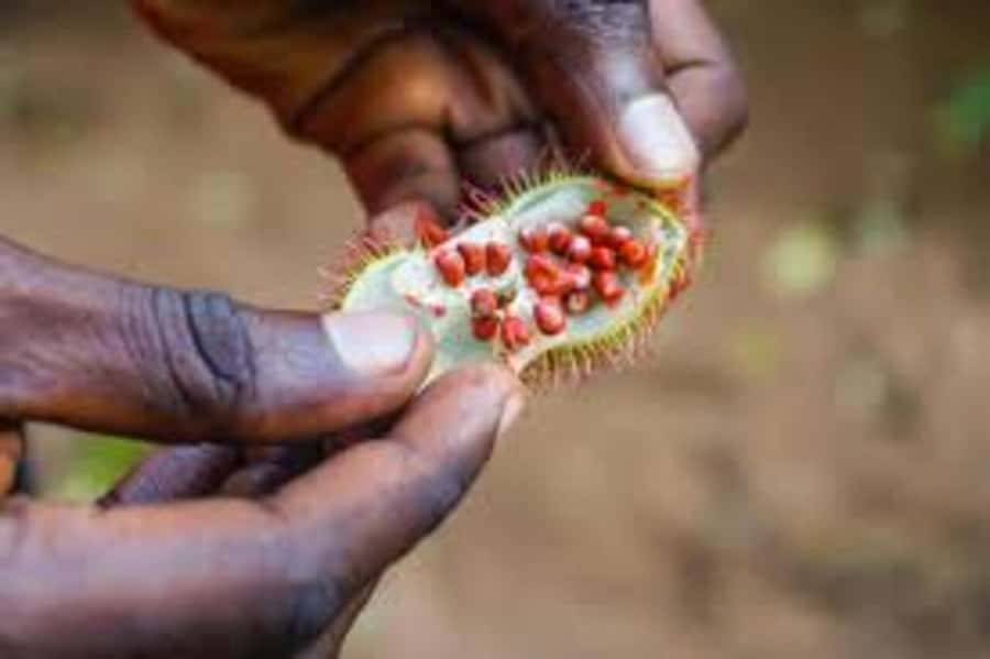 Spice farm,Stone town and Jozani forest tour with lunch - Stone Town as the final stop