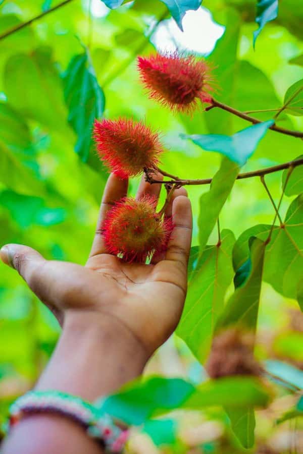 Spice farm,Stone town and Jozani forest tour with lunch - Lunch is simple, local, and useful