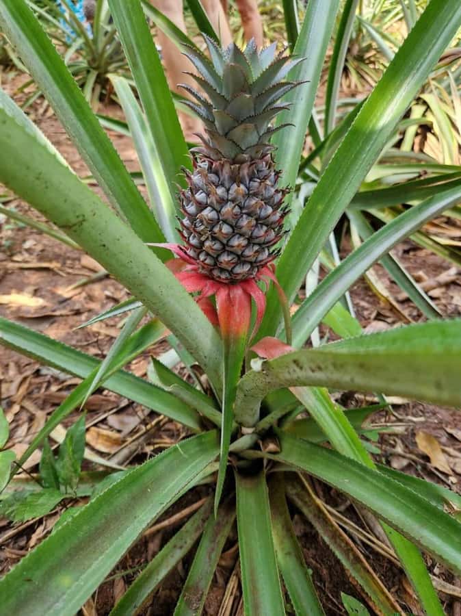 Spice farm,Stone town and Jozani forest tour with lunch - How the $85 price works