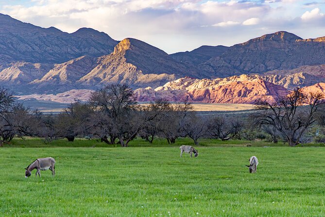 Spring Mountain Ranch Hike with Happy Hour Drinks - A happy hour with wine or local beer