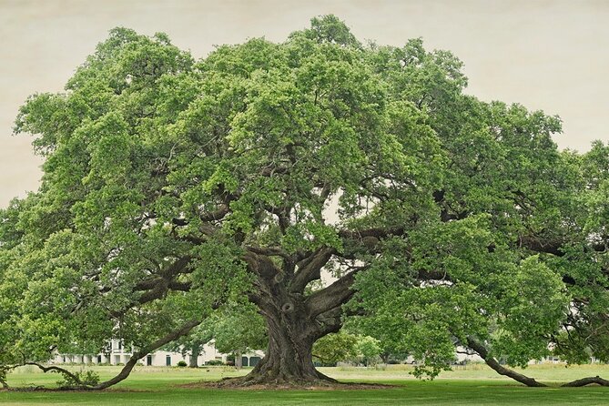 St. Joseph Plantation Tour - Who will get the most from this visit