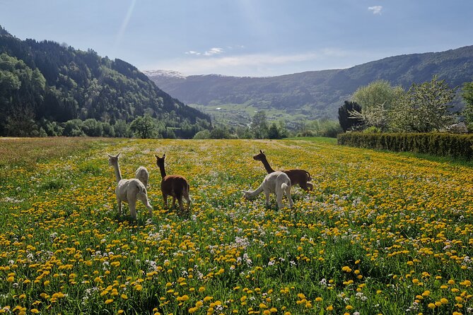 Steim Farm Experience in Vik, Norway - Steim Farm at a glance