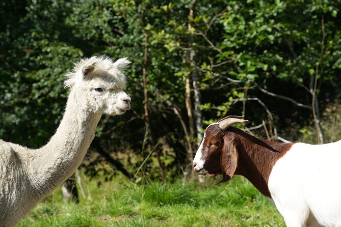 Steim Farm Experience in Vik, Norway - Why this farm visit feels different