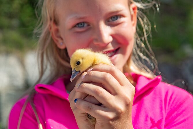 Steim Farm Experience in Vik, Norway - Meeting the alpacas, ducks, goats, and sheep