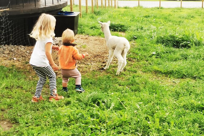Steim Farm Experience in Vik, Norway - The optional orchard picnic