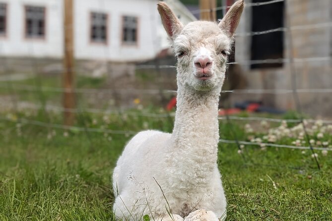Steim Farm Experience in Vik, Norway - Is $32.26 a fair price?
