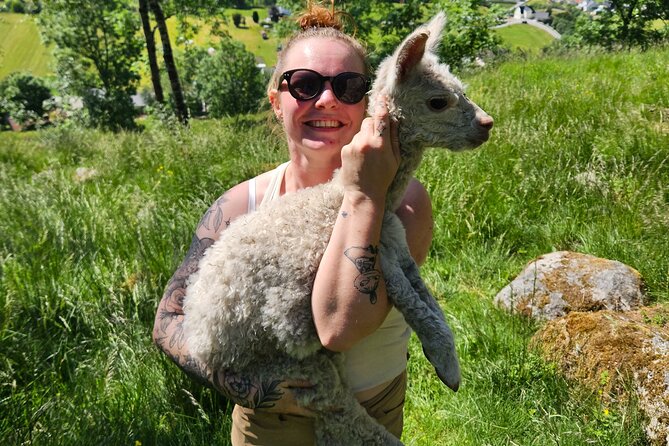 Steim Farm Experience in Vik, Norway - Timing, meeting point, and weather