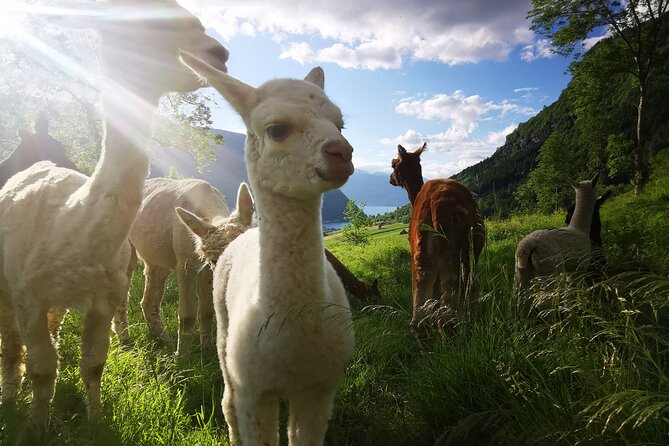 Steim Farm Experience in Vik, Norway - Who should book Steim Farm?