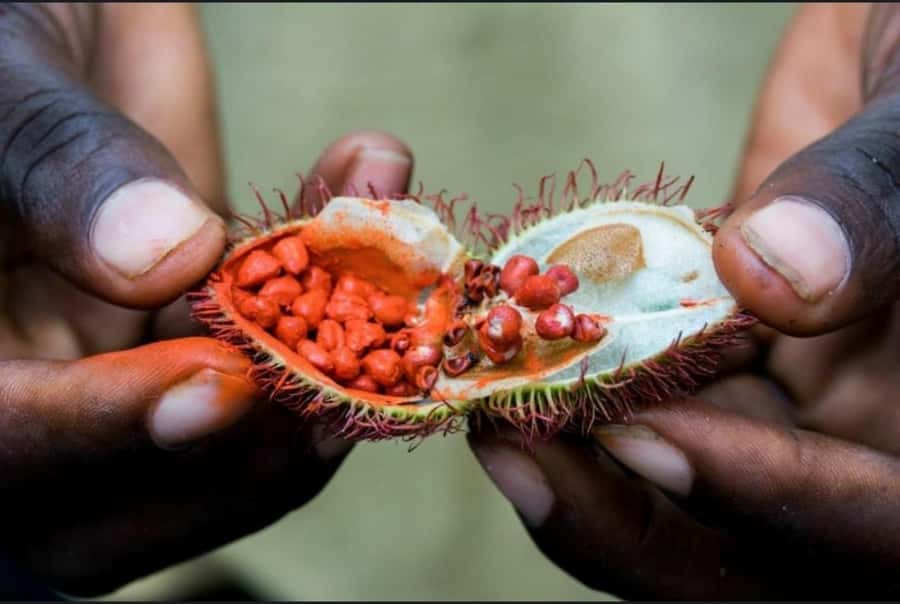 STONE TOWN AND SPICE FARM TOUR - Markets, courtyards, and the everyday side of Stone Town