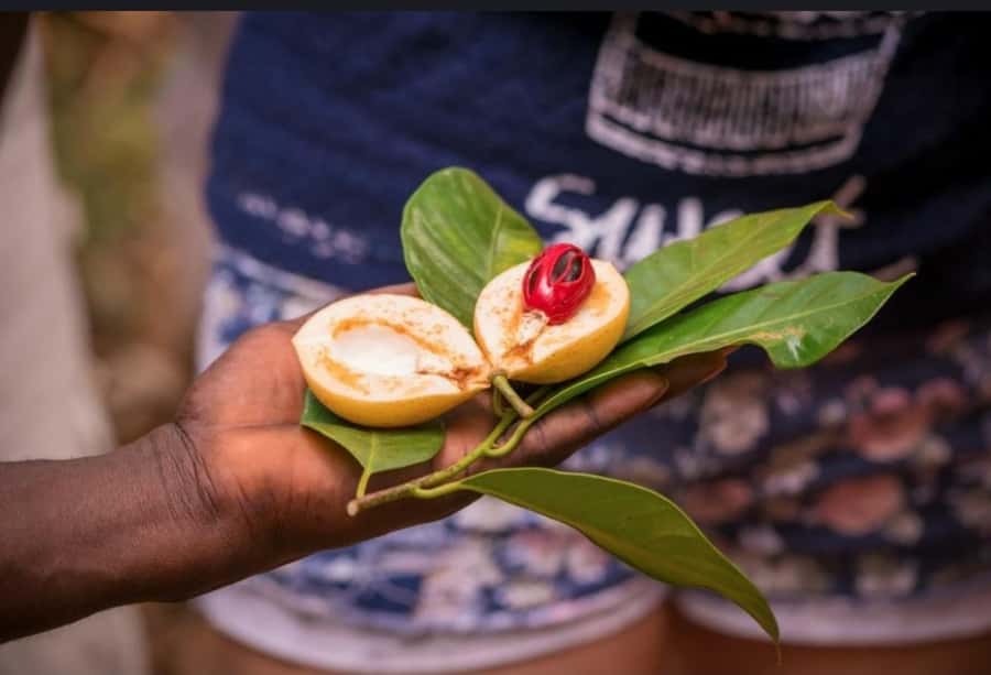 STONE TOWN AND SPICE FARM TOUR - Is $100 a fair price?
