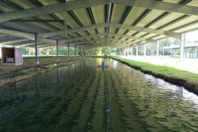 Sturgeon Fish-Farm Visit and Caviar Discovery Tasting in Neuvic - The hands-on sturgeon moment