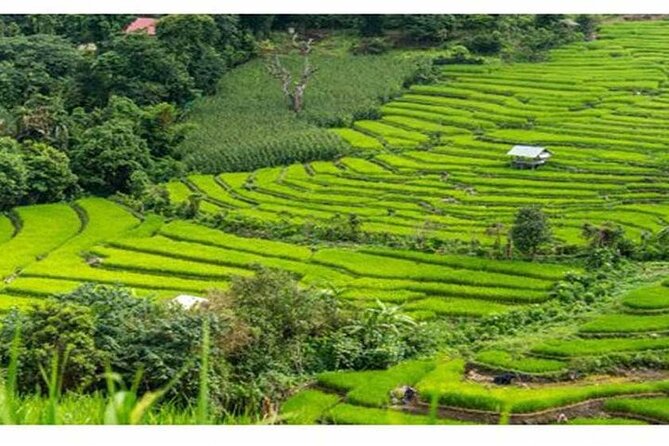 Swing Bali-Ubud Rice Terrace_Elephant Cave & Ubud Waterfall - Taking Flight at the Hideaway Swing in Bongkasa