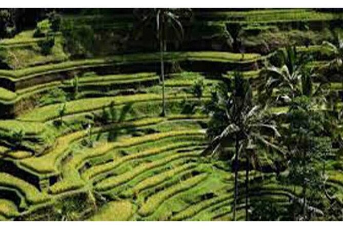 Swing Bali-Ubud Rice Terrace_Elephant Cave & Ubud Waterfall - Who Will Enjoy This Ubud Day Trip?