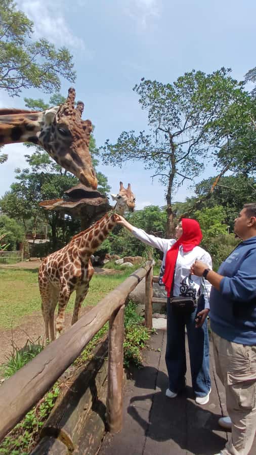 Taman Safari and Tea Plantation Tour at Puncak - Key points at a glance