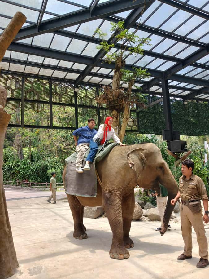 Taman Safari and Tea Plantation Tour at Puncak - From Jakarta traffic to the hills of Puncak