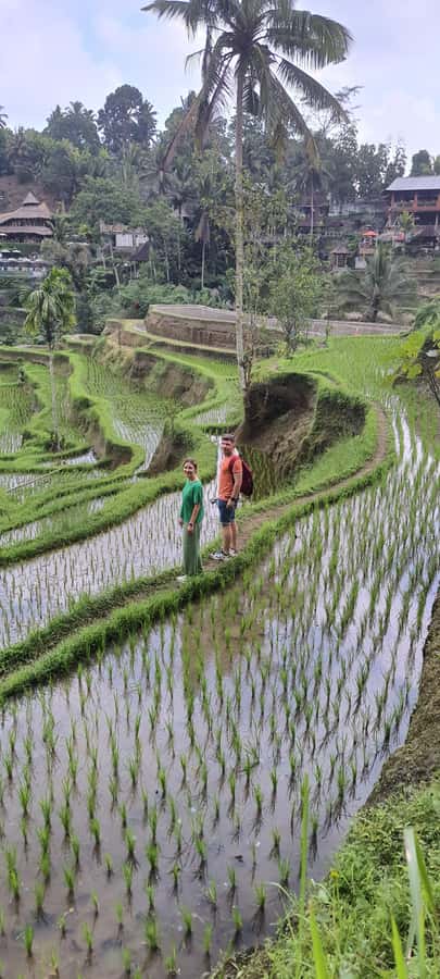 Tanah lot, Beratan lake temple, Jatiluwih rice terrace - Jatiluwih Explains Bali’s Farming System