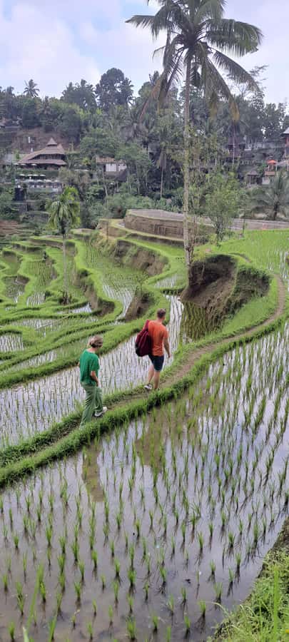 Tanah lot, Beratan lake temple, Jatiluwih rice terrace - Who Will Enjoy This Day Most