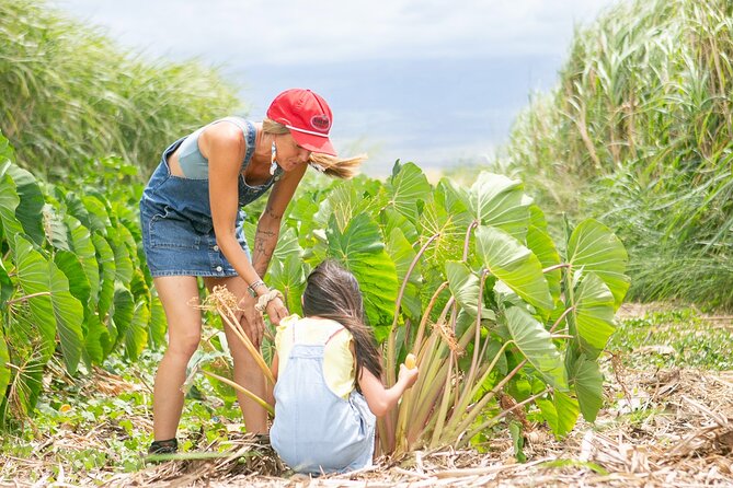 Taste of Hawaii: A Maui Farm Tour - Starting with fruit instead of a lecture