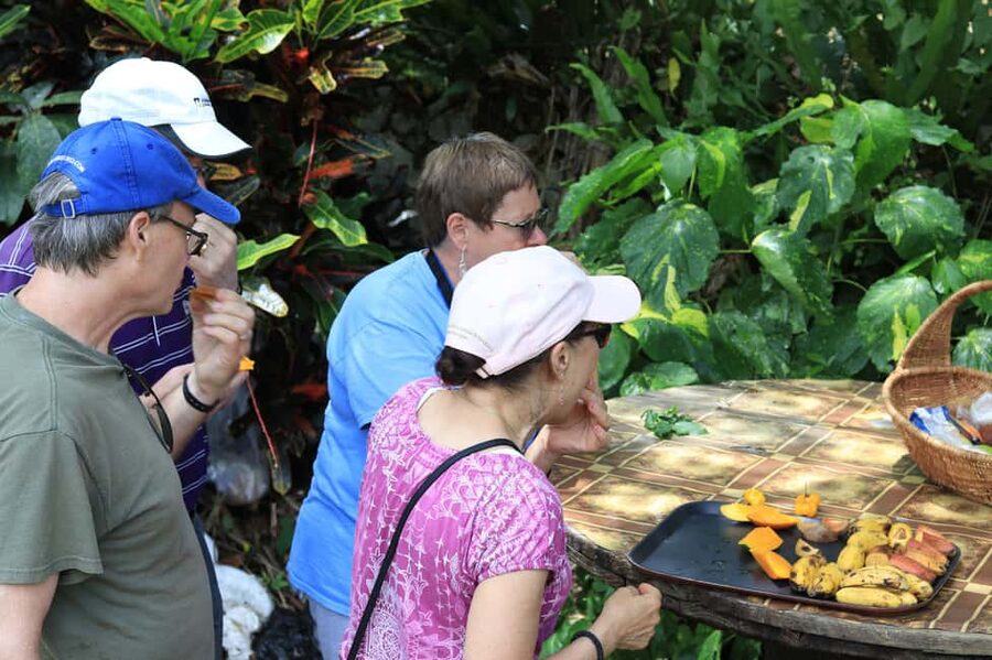 Taste of Jamaica Farm & Food Tour - Walking through the Jamaican herbal garden