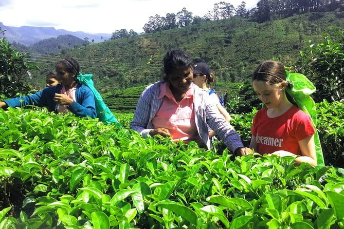 Tea Experience Tour in Haputale with Lunch at a Village house - Key points to know before you book