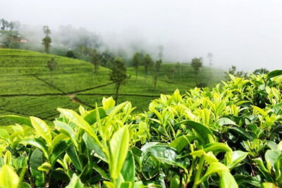 Tea Experience Tour in Haputale with Lunch at a Village house