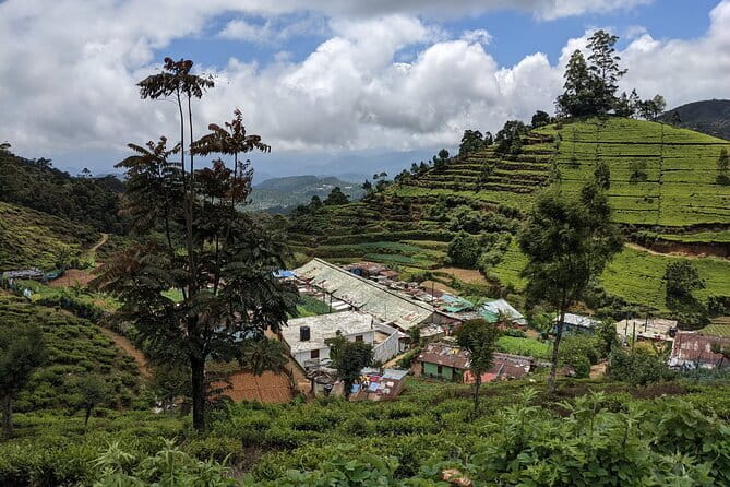 Tea Experience Tour in Haputale with Lunch at a Village house - Tasting several varieties of Ceylon tea