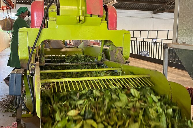 Tea Farm Experience at Riara Tea Farm And Factory Tour - Fresh tea and lunch at the farm