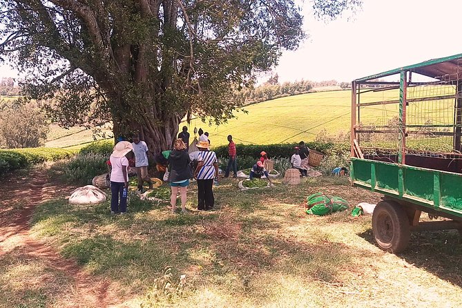 Tea Farm Experience at Riara Tea Farm And Factory Tour - From picked leaf to factory-grade tea