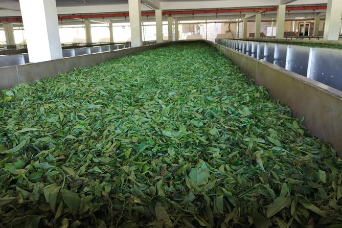 Tea Farm Experience at Riara Tea Farm And Factory Tour - The views toward the Ngong Hills and Yatta Plateau
