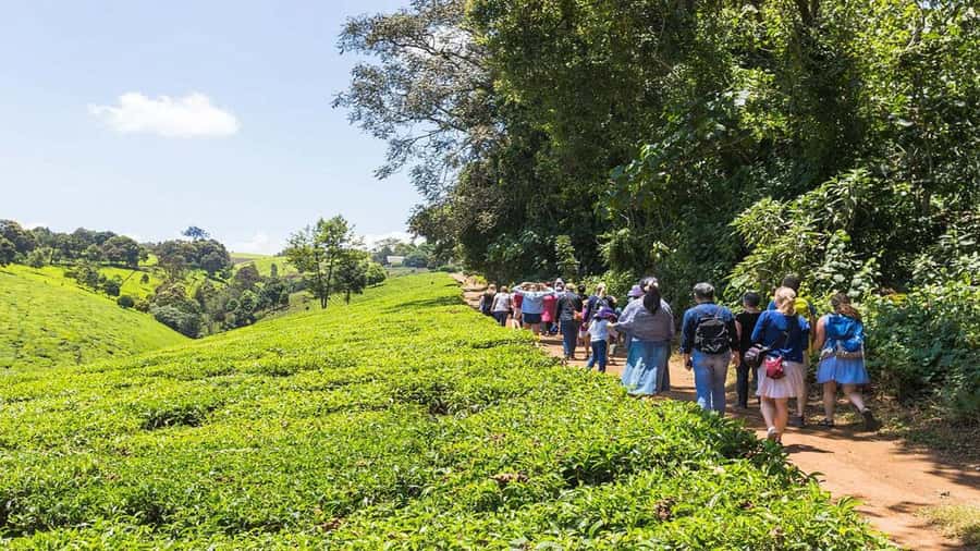 Tea Farm Tour From Nairobi (Kiambethu). - What the guides add to the day