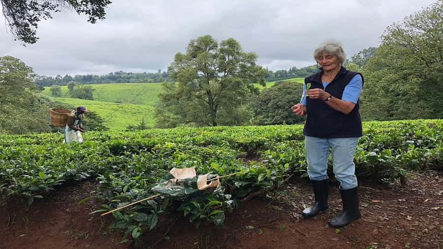 Tea Farm Tour From Nairobi (Kiambethu). - Timing, cost, and practical planning