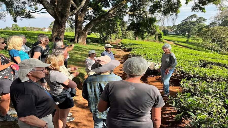 Tea Farm Tour From Nairobi (Kiambethu). - Tea, coffee, and the story of the farm