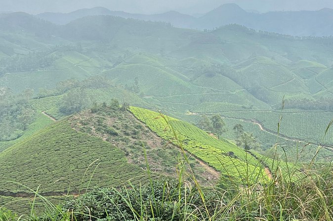 Tea Plantation, Grass Land and Mountain Hiking in Munnar - Entering the shola forest for flycatchers