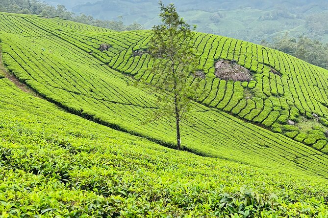 Tea Plantation, Grass Land and Mountain Hiking in Munnar - Guide style and what to expect from Vinu