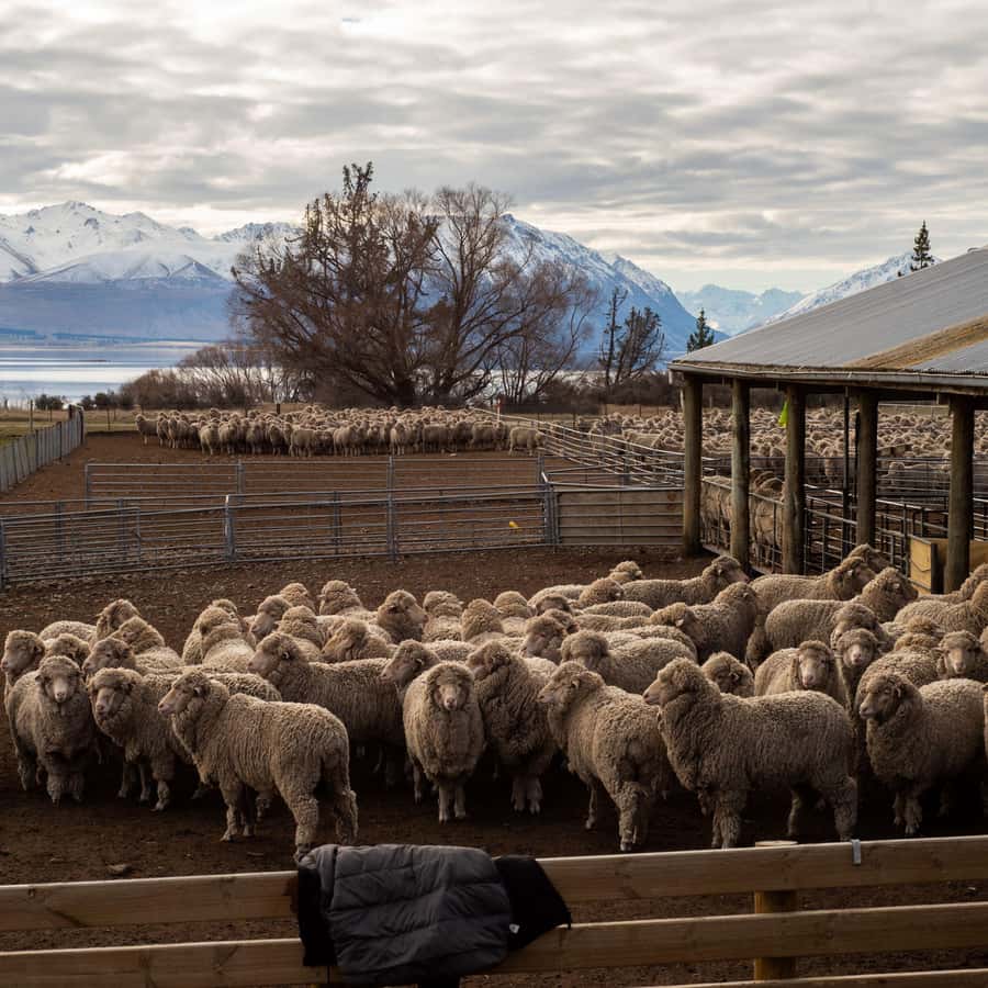 Tekapo: Merino Sheep Shearing and Sheepdog Demonstration - Key points to know before booking